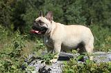BOULEDOGUE FRANCAIS 046